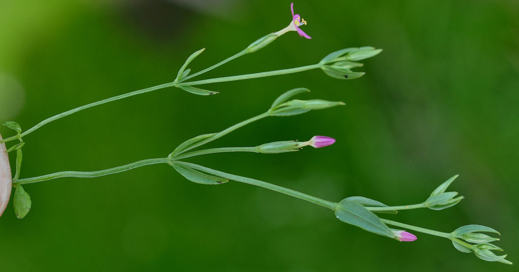 Flora of Eastern Washington Image: Zeltnera muehlenbergii zoomed in onstem in nature