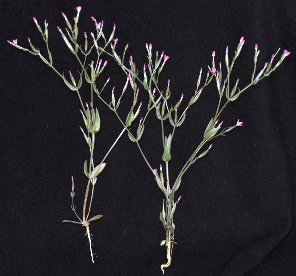 Flora of Eastern Washington Image: Zeltnera muehlenbergii full view in lab