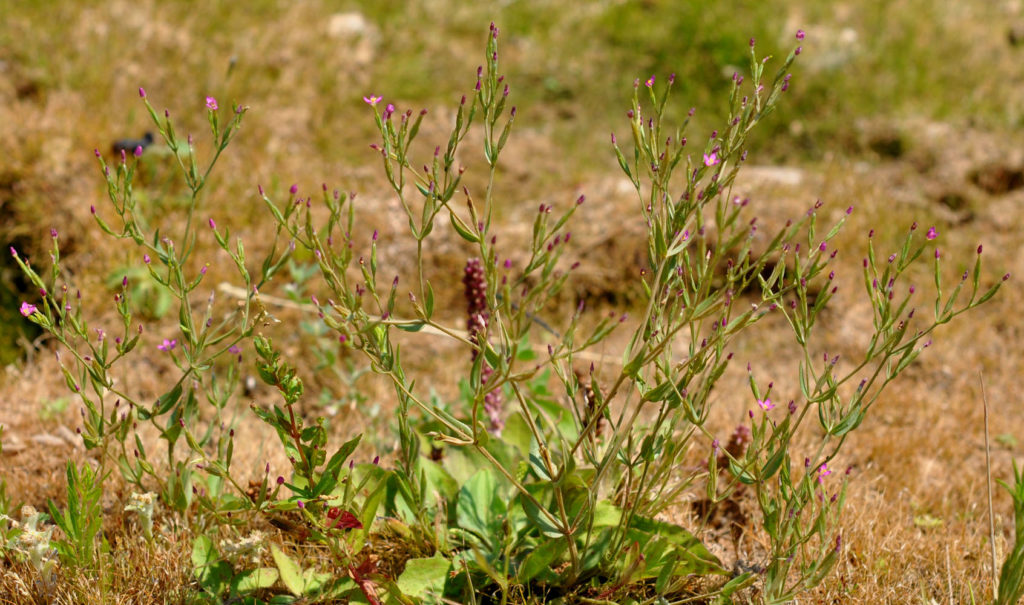 Flora of Eastern Washington Image: Zeltnera muehlenbergii full plant view in nature