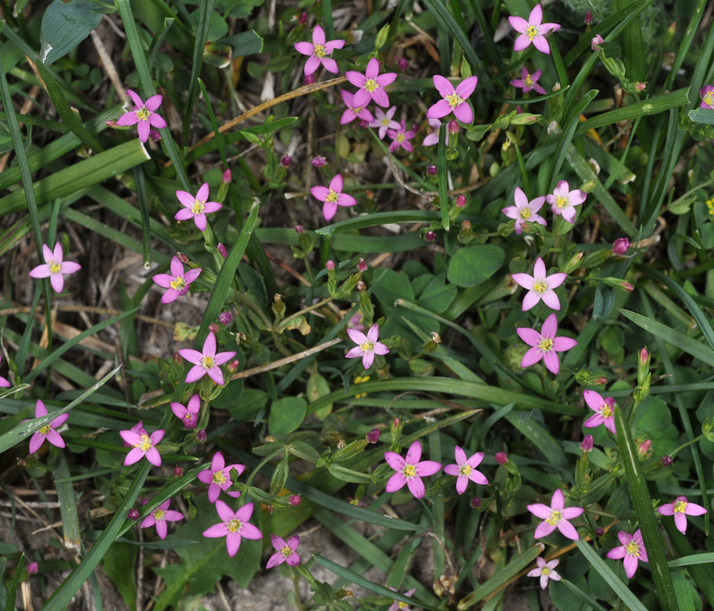 Flora of Eastern Washington Image: Zeltnera muehlenbergii in nature