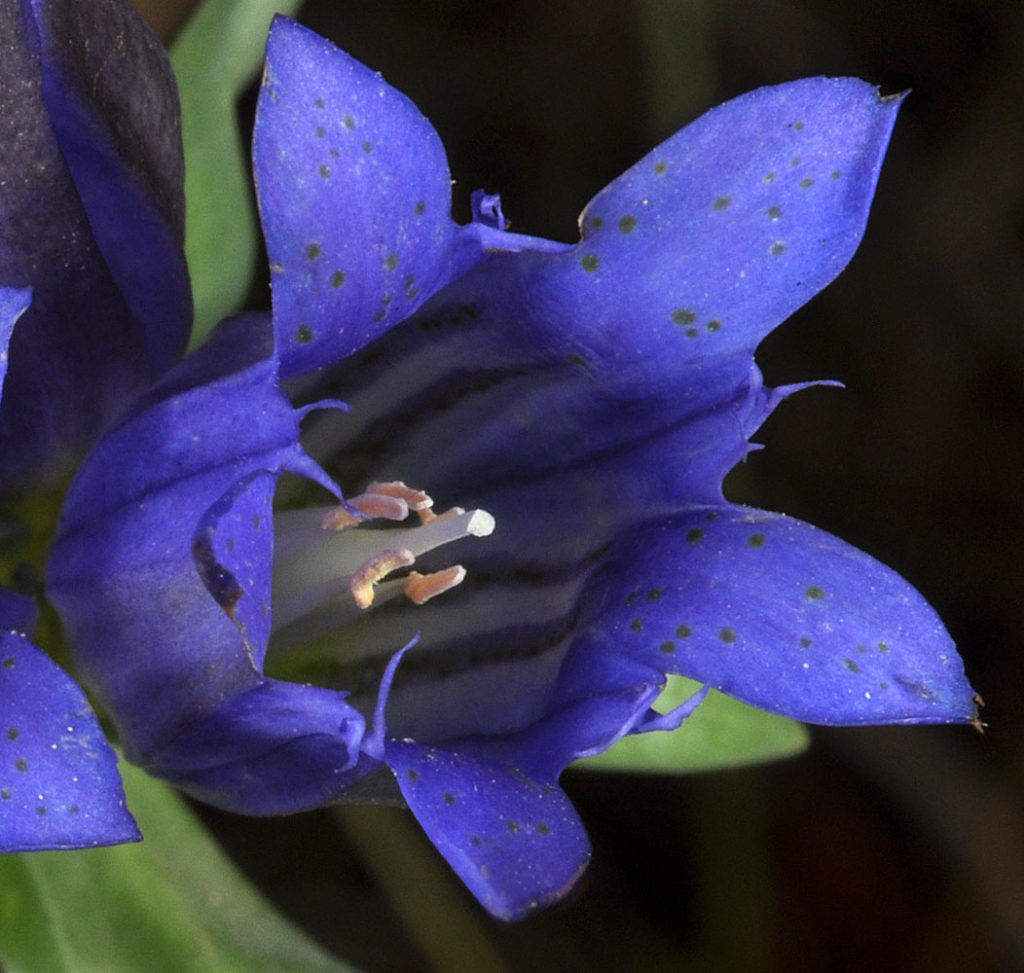 Flora of Eastern Washington Image: Gentiana affinis 7