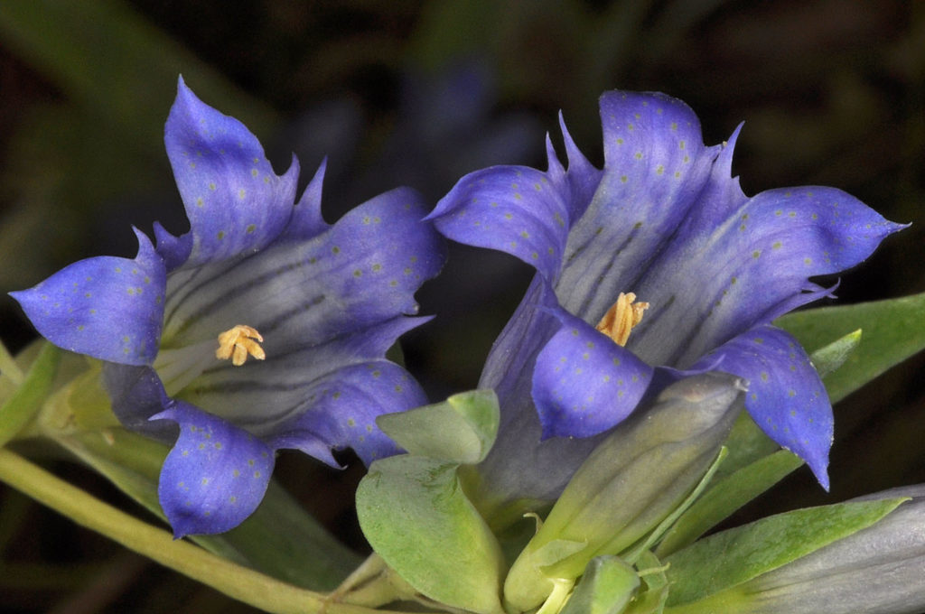 Flora of Eastern Washington Image: Gentiana affinis 8
