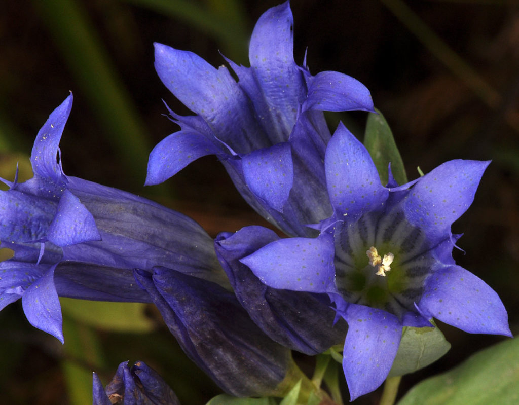 Flora of Eastern Washington Image: Gentiana affinis 6