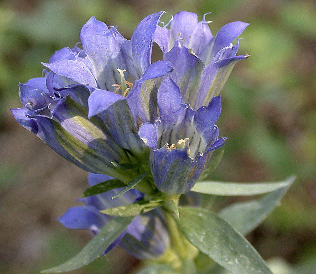 Flora of Eastern Washington Image: Gentiana affinis 2