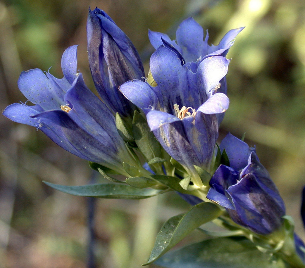 Flora of Eastern Washington Image: Gentiana affinis 1