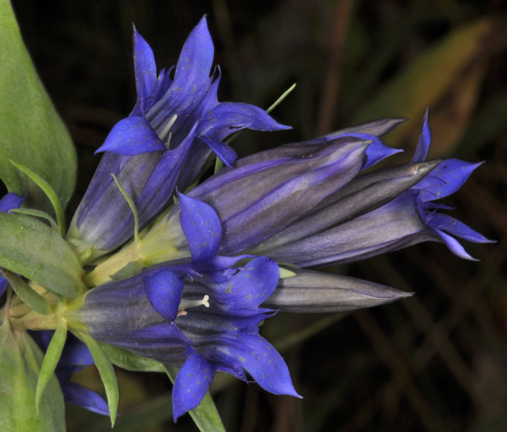 Flora of Eastern Washington Image: Gentiana affinis 3