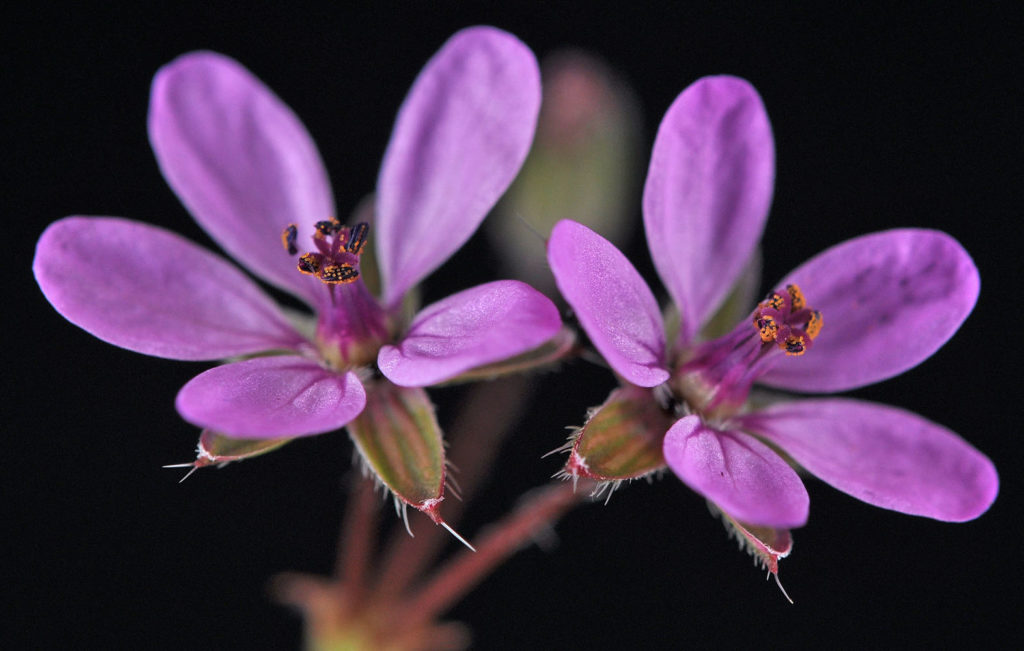 Flora of Eastern Washington Image: Luzula comosa 5