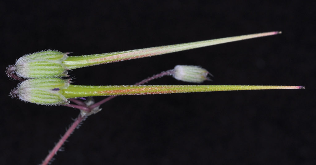 Flora of Eastern Washington Image: Luzula comosa 8