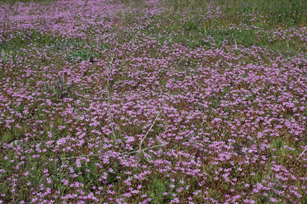 Flora of Eastern Washington Image: Juncus longistylis 21