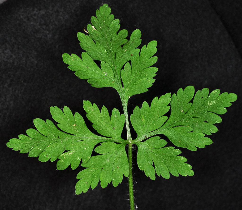 Flora of Eastern Washington Image: Luzula comosa 20