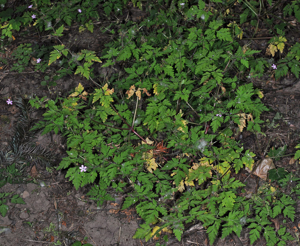 Flora of Eastern Washington Image: Luzula comosa 11