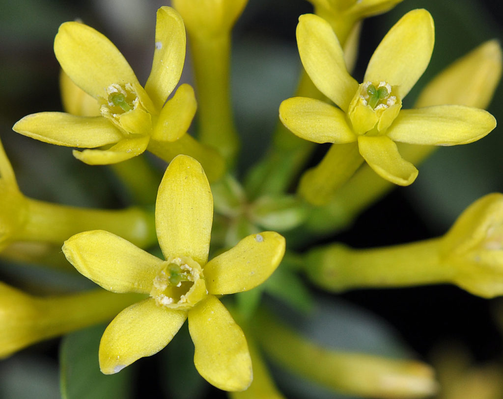 Flora of Eastern Washington Image: Ribes aureum 3