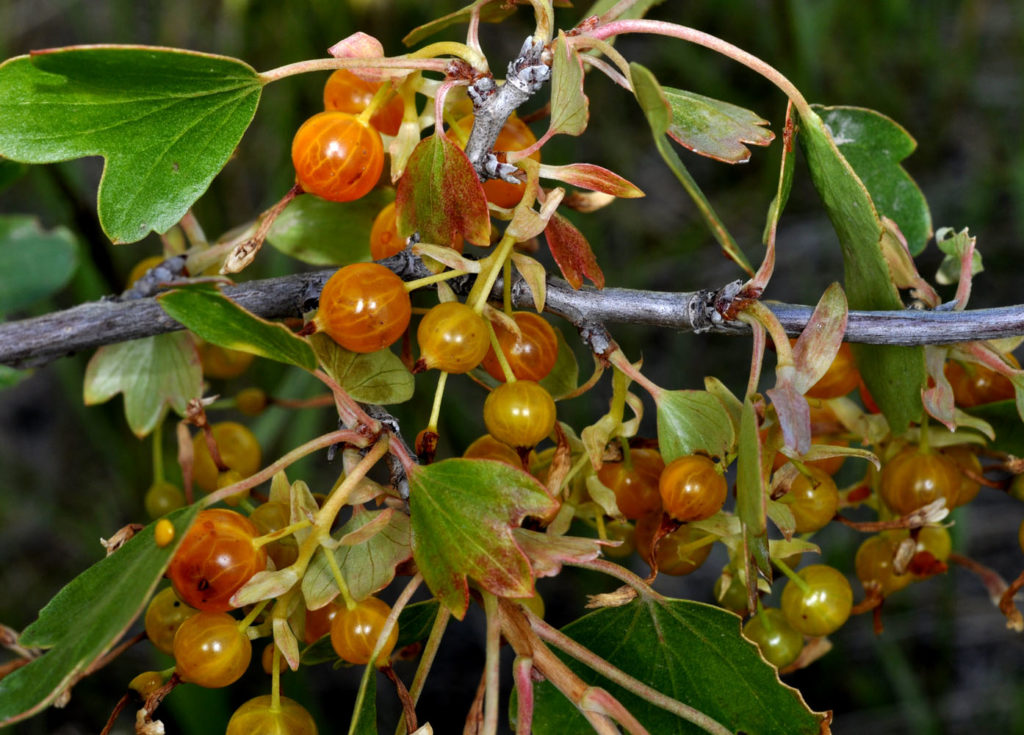 Flora of Eastern Washington Image: Ribes aureum 4