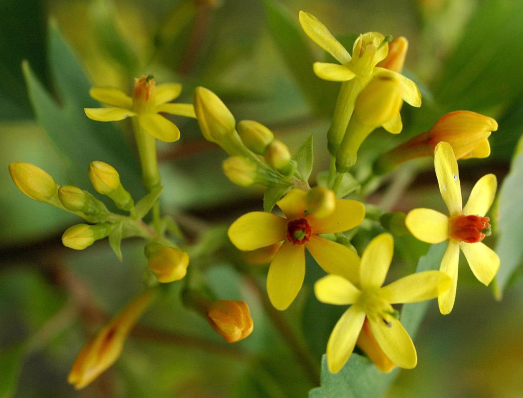Flora of Eastern Washington Image: Ribes aureum 2