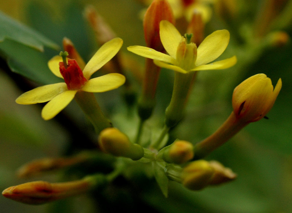 Flora of Eastern Washington Image: Ribes aureum