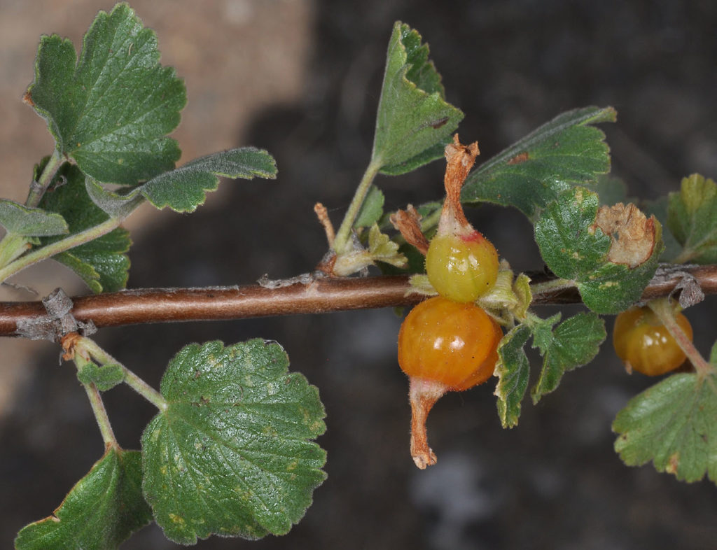 Flora of Eastern Washington Image: Ribes cereum 5