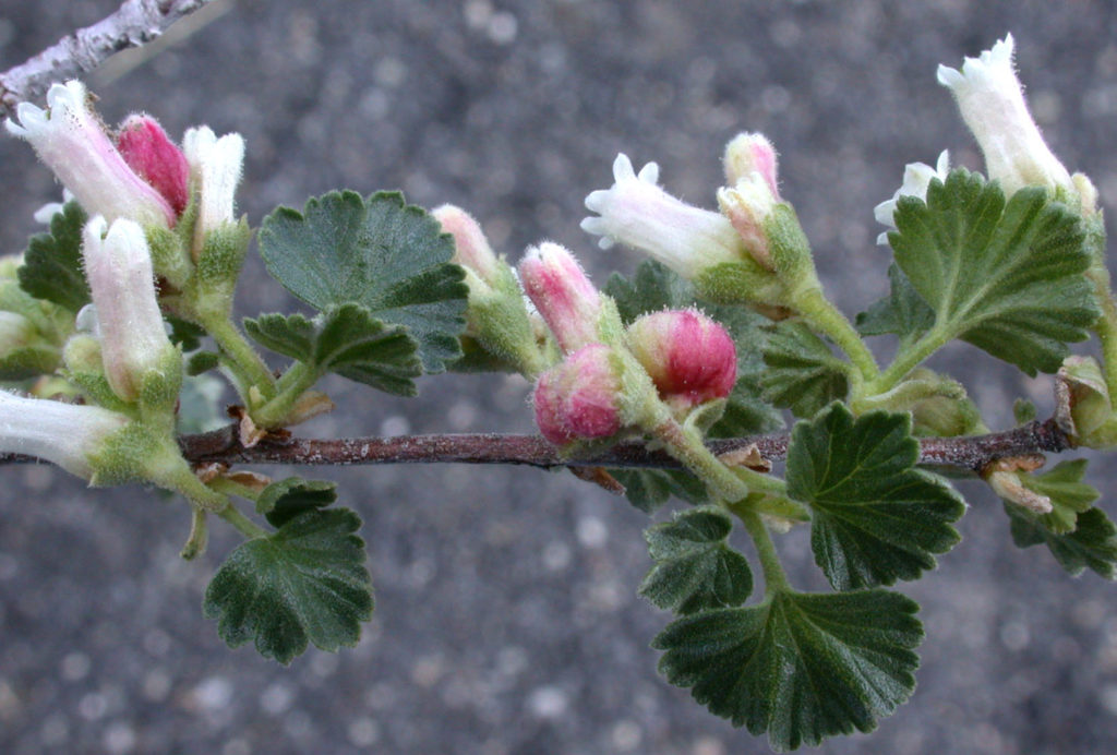 Flora of Eastern Washington Image: Ribes cereum 2