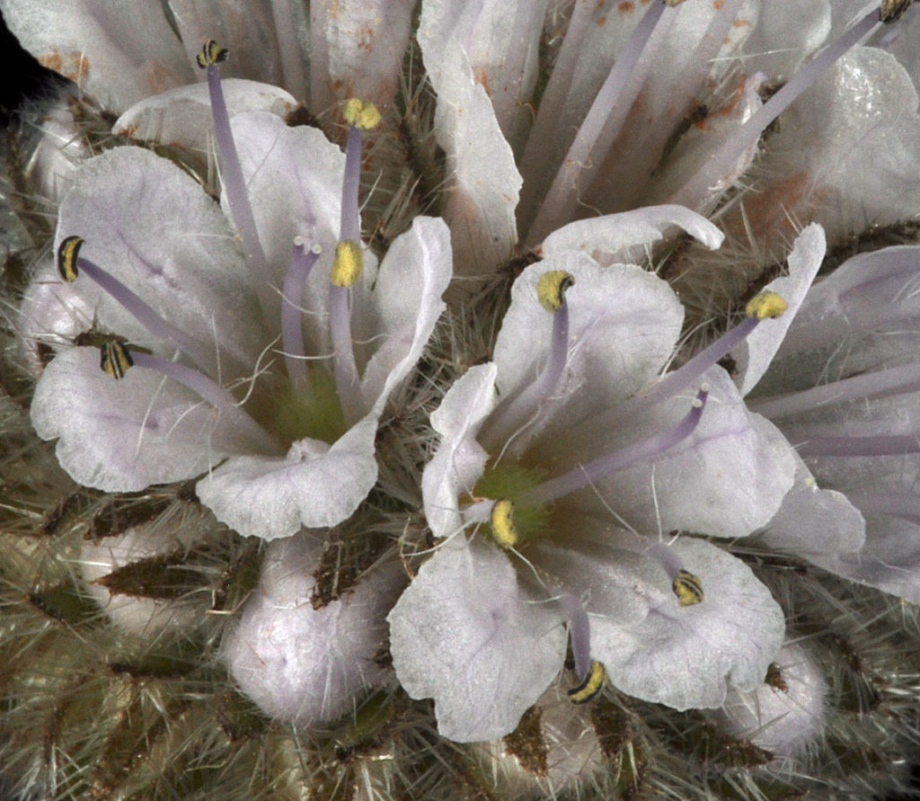 Flora of Eastern Washington Image: Penstemon gairdneri 16