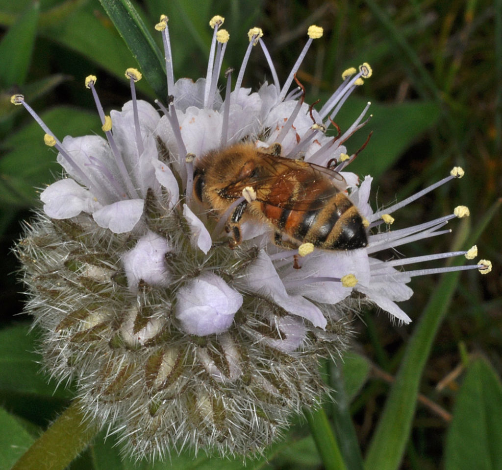 Flora of Eastern Washington Image: Penstemon gairdneri 15