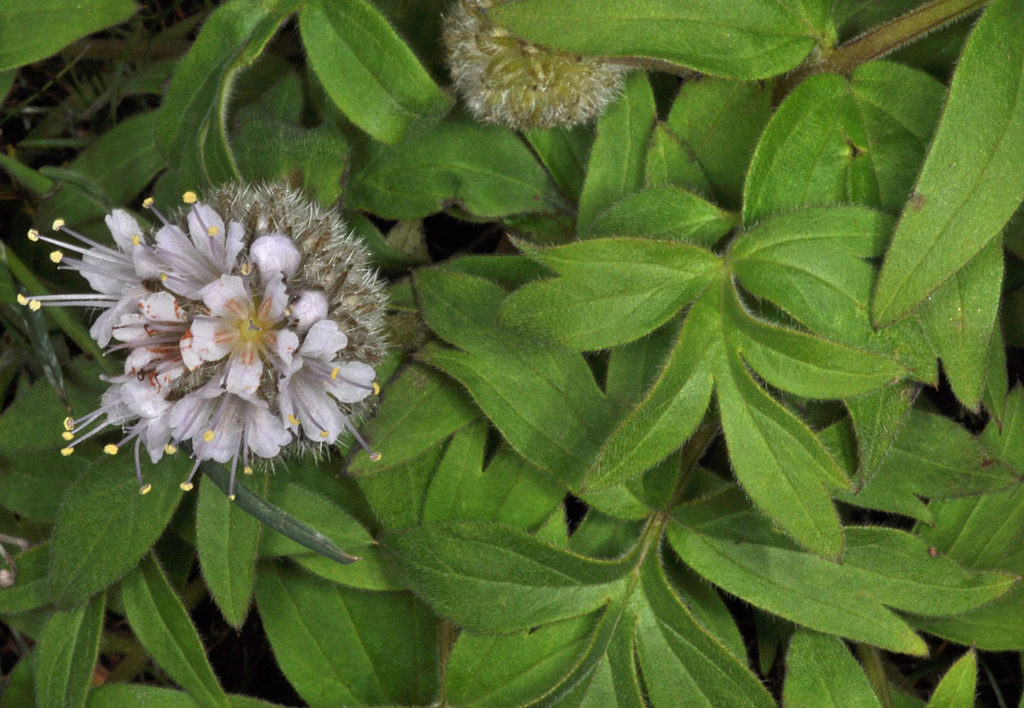 Flora of Eastern Washington Image: Penstemon gairdneri 12