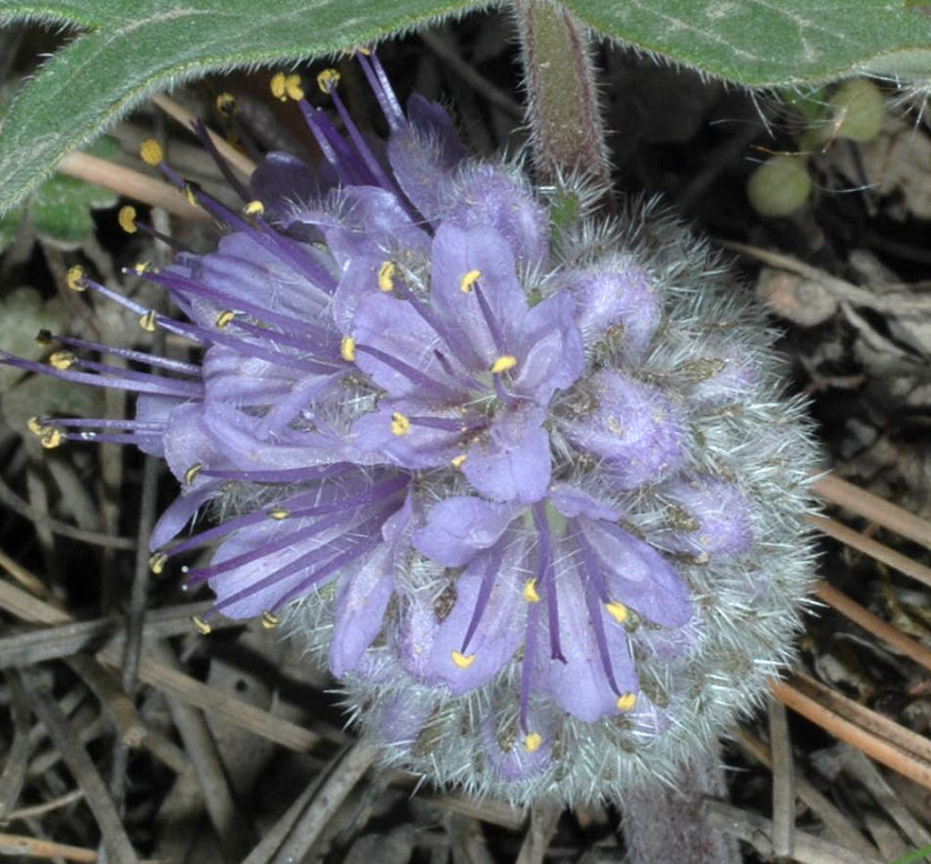Flora of Eastern Washington Image: Penstemon gairdneri 2