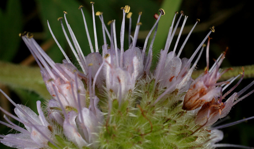 Flora of Eastern Washington Image: Penstemon gairdneri 6