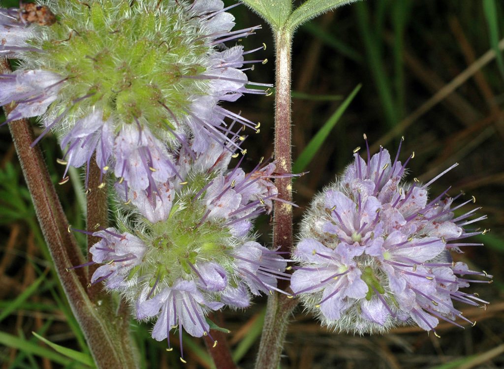 Flora of Eastern Washington Image: Penstemon gairdneri 4