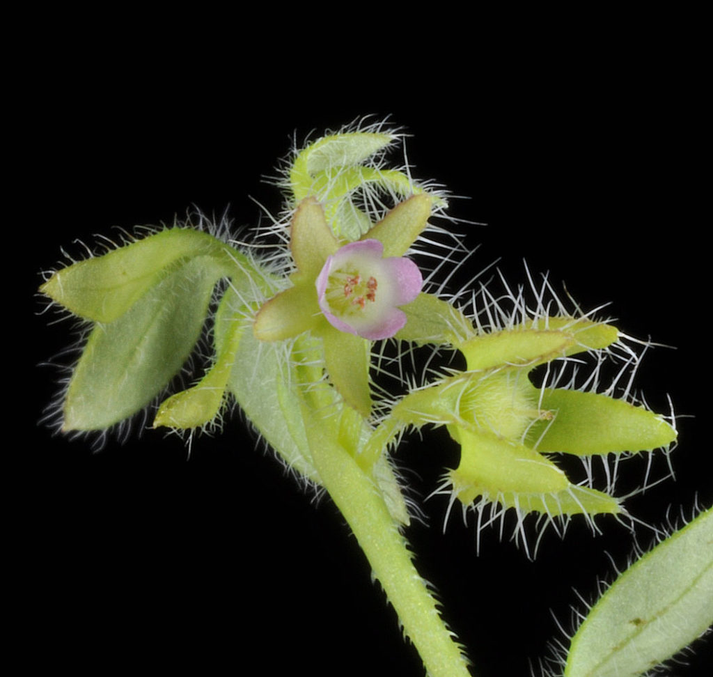 Flora of Eastern Washington Image: Penstemon barrettiae 11