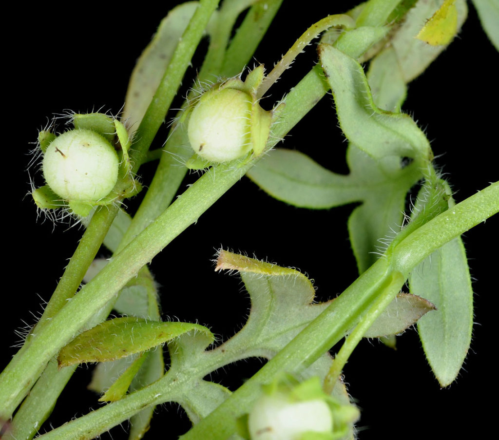 Flora of Eastern Washington Image: Penstemon barrettiae 9
