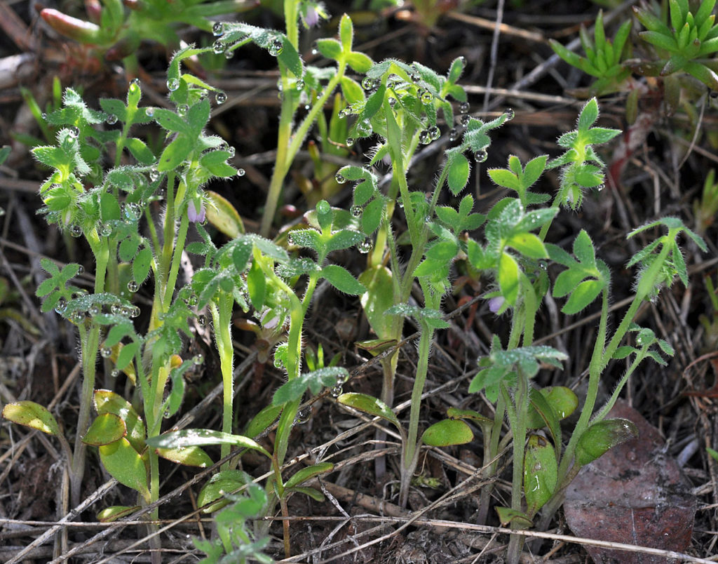 Flora of Eastern Washington Image: Penstemon barrettiae 8