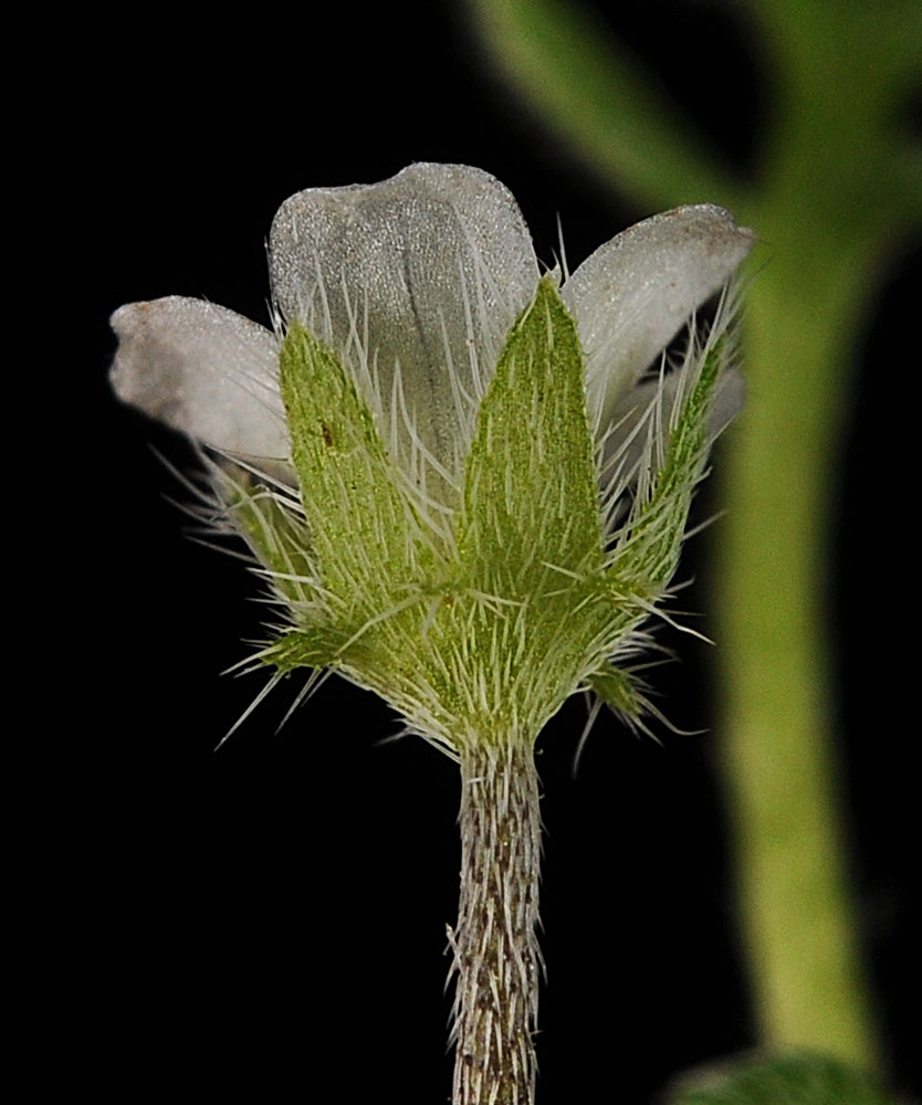 Photo of Veronica cusickii underside