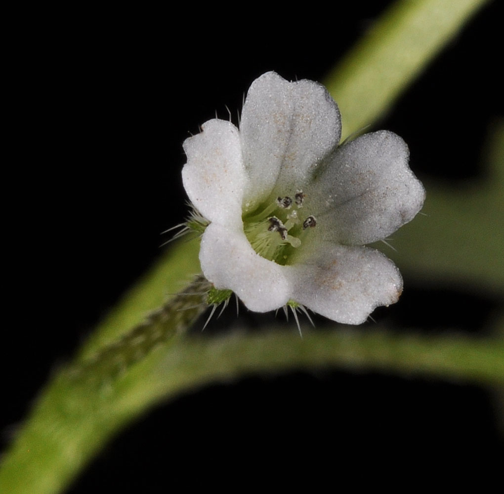 Photo of Veronica cusickii flower blooming