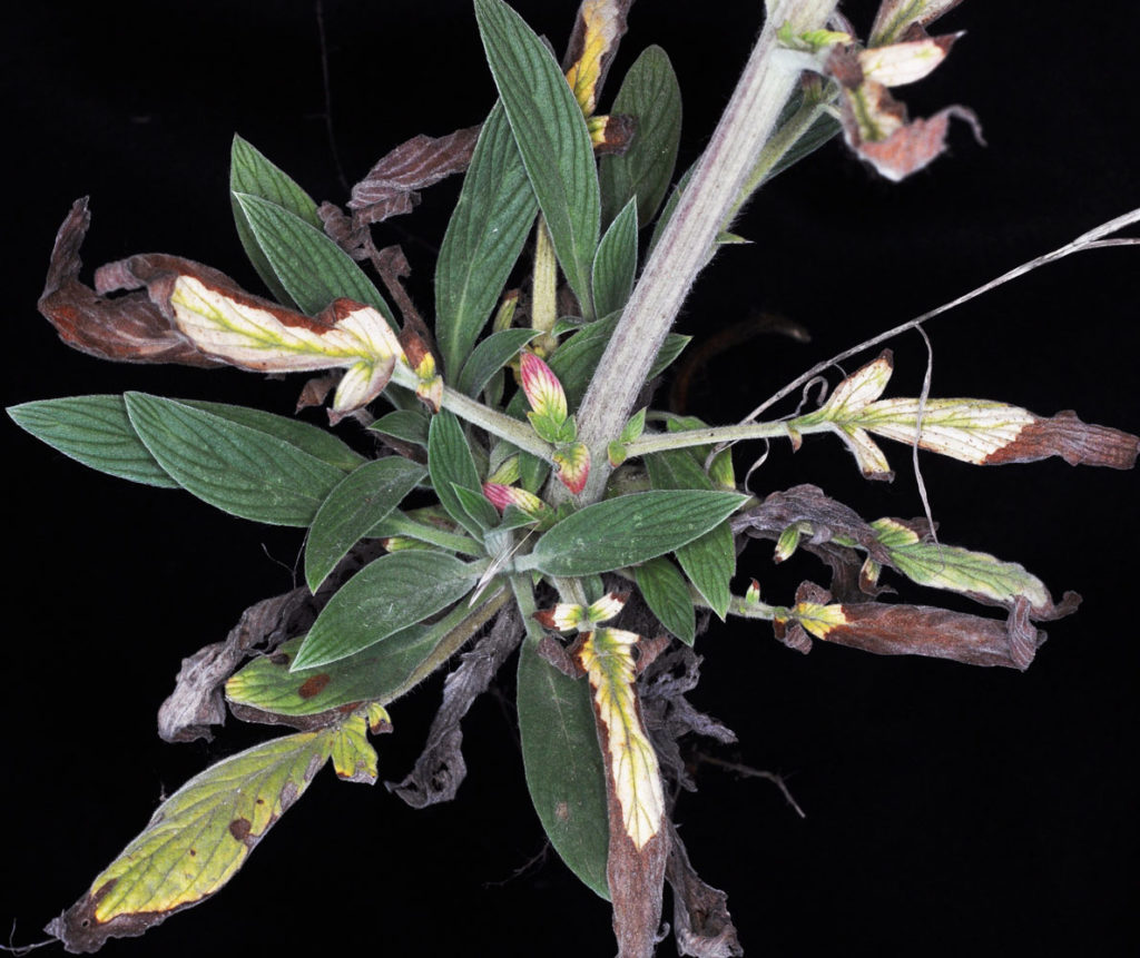 Flora of Eastern Washington Image: Veronica scutellata top view