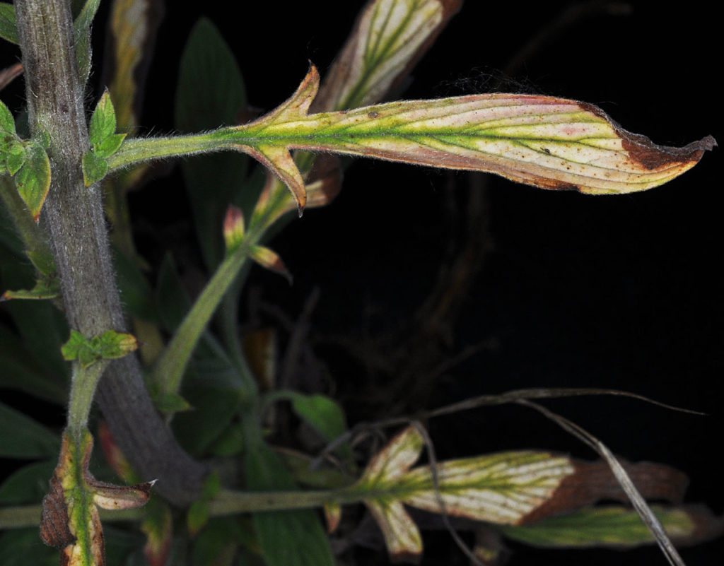 Flora of Eastern Washington Image: Veronica scutellata 1 stem 