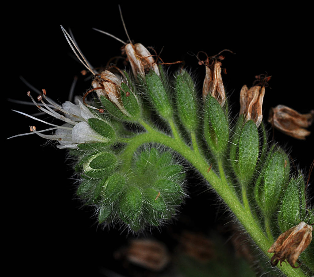 Flora of Eastern Washington Image: Veronica wormskjoldii fuzzy bulbs