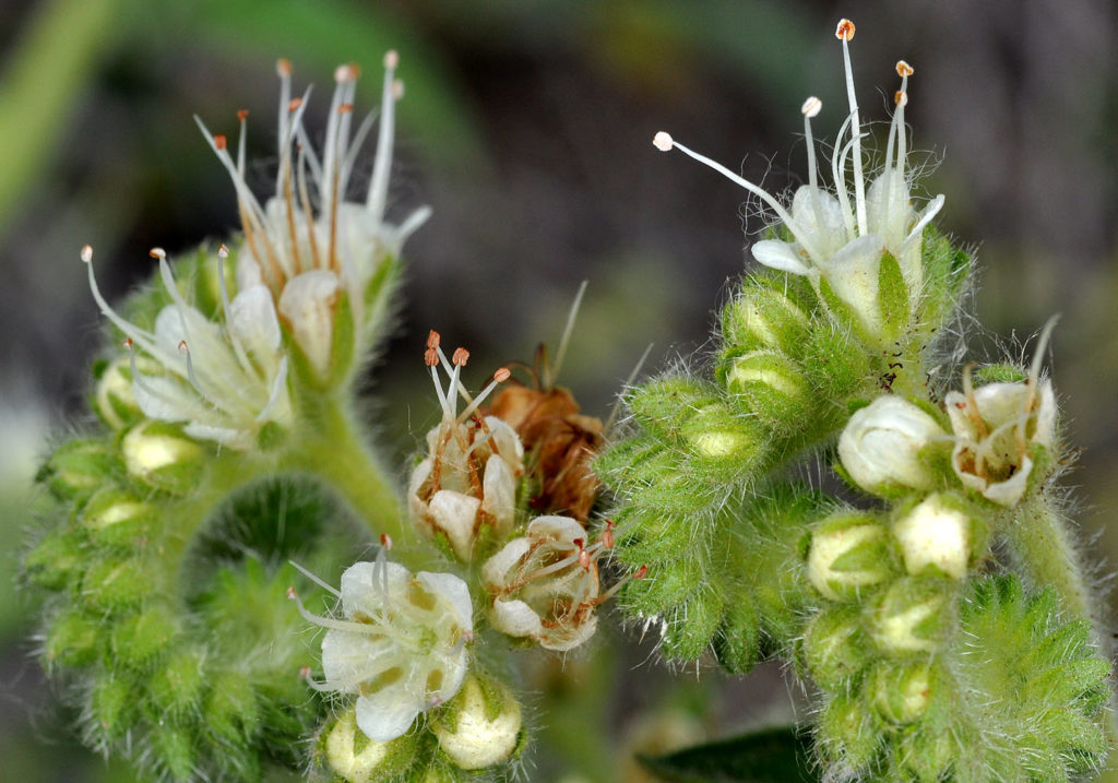 Flora of Eastern Washington Image: Veronica wormskjoldii bulbs and fuzzy area