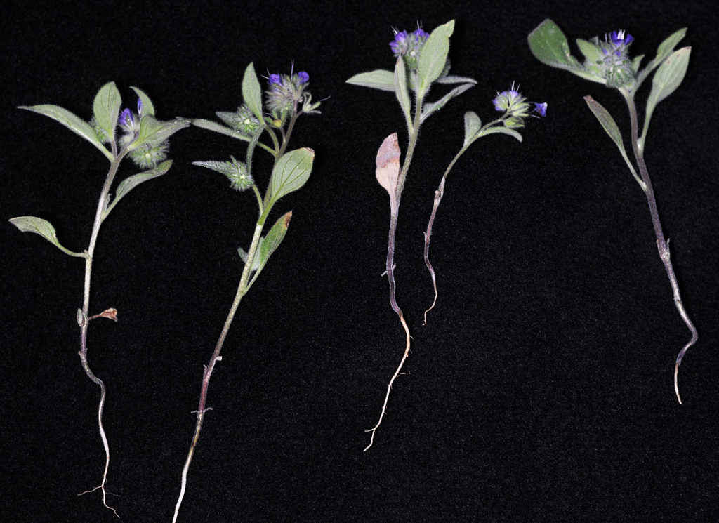 Flora of Eastern Washington Image: Synthyris rubra two stems