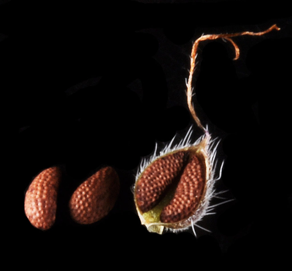 Flora of Eastern Washington Image: Penstemon barrettiae