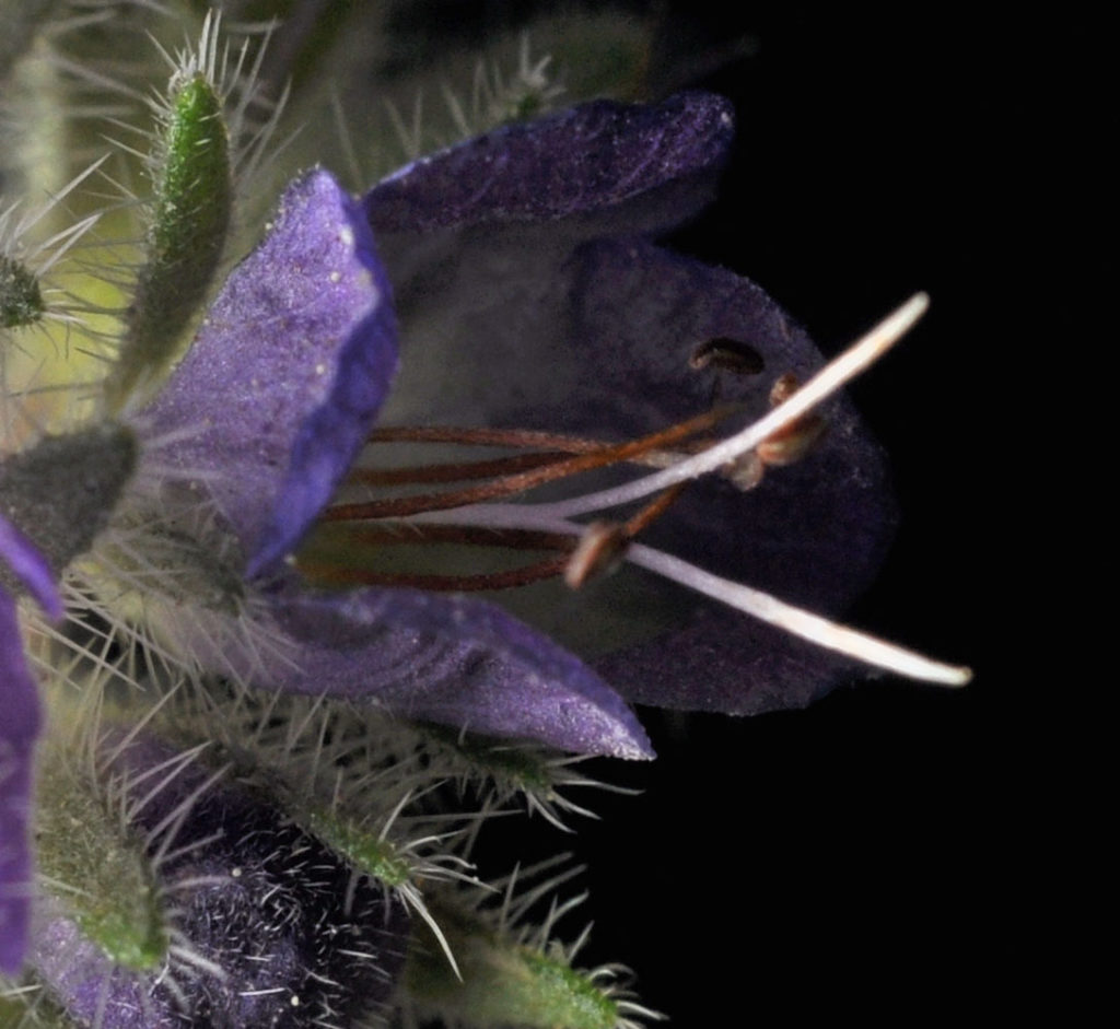 Flora of Eastern Washington Image: Gratiola ebracteata 3