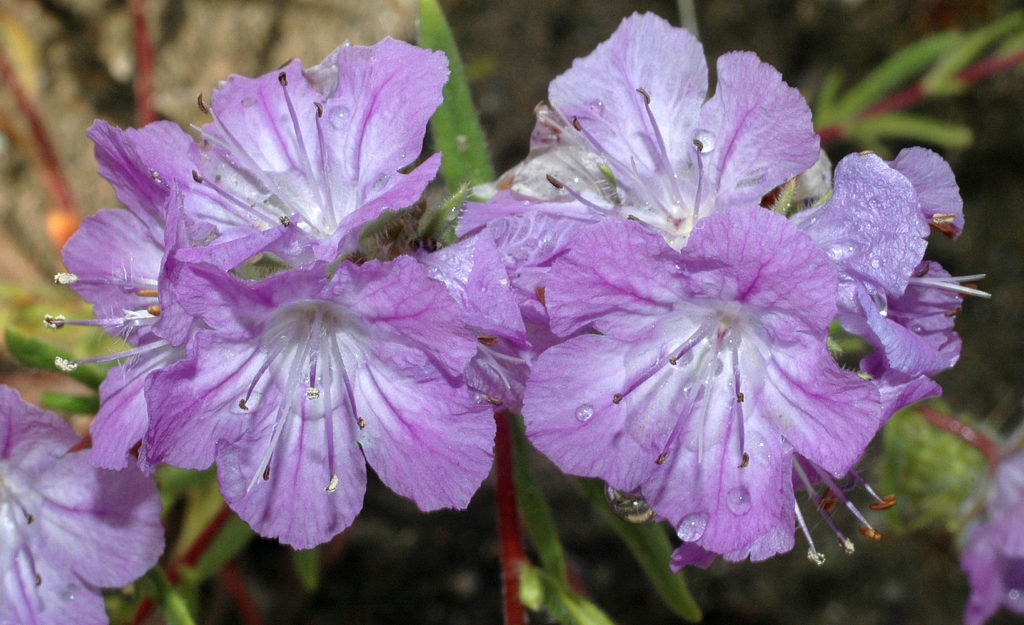 Flora of Eastern Washington Image: Penstemon fruticosus