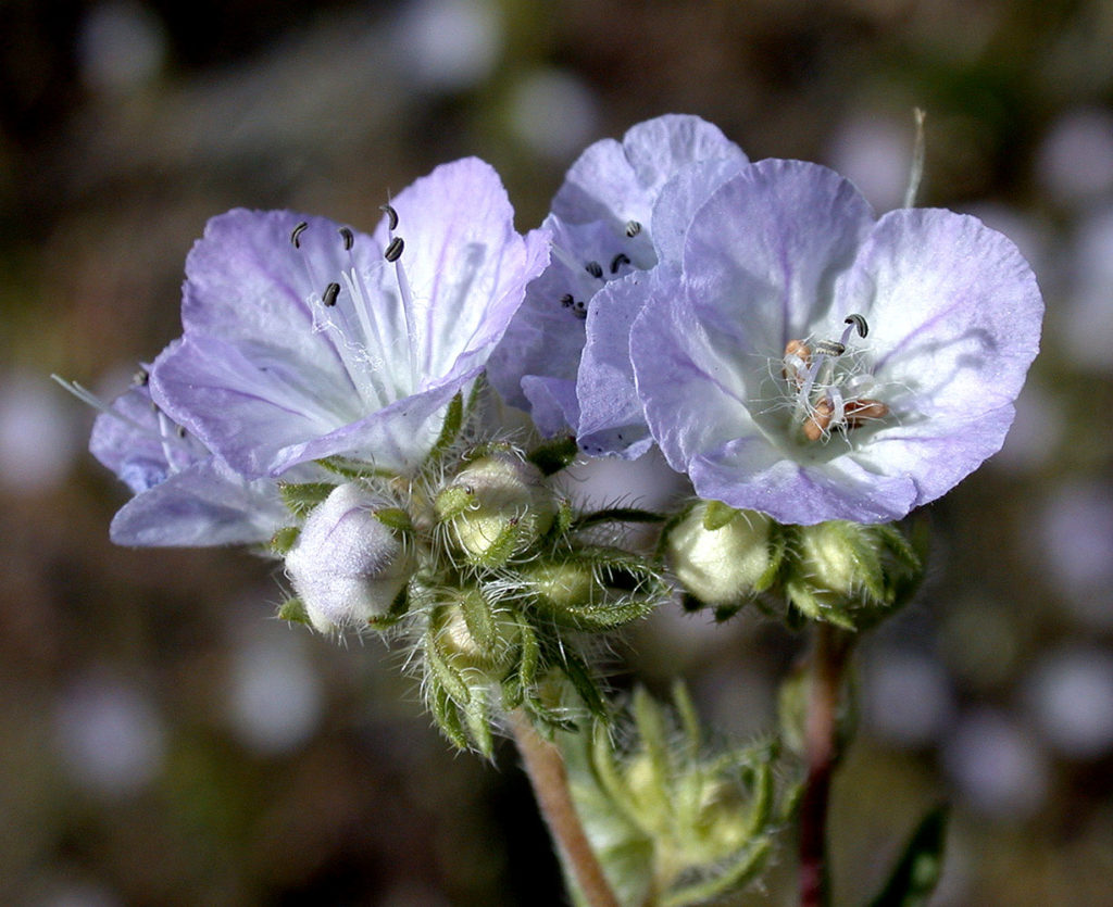 Flora of Eastern Washington Image: Penstemon fruticosus