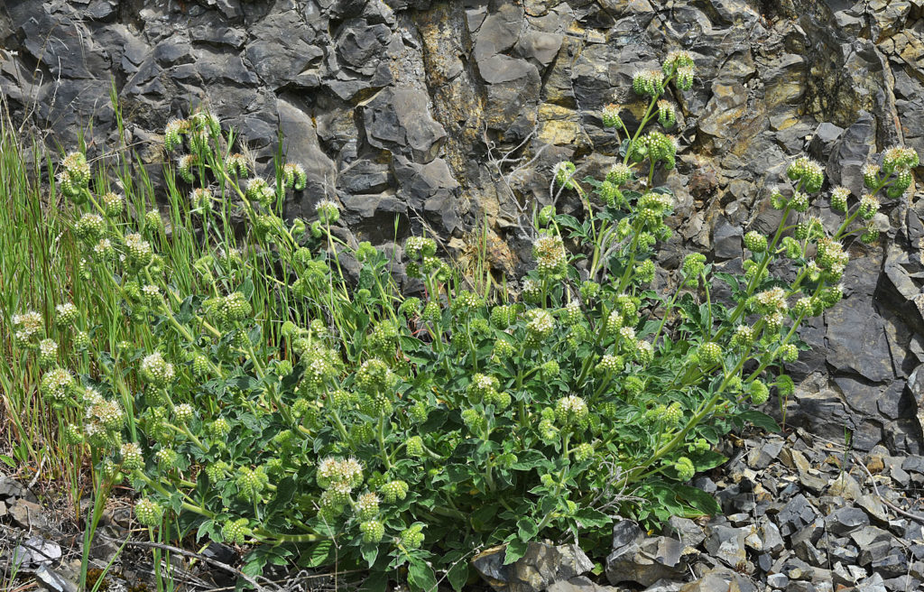 Flora of Eastern Washington Image: Veronica catenata in nature