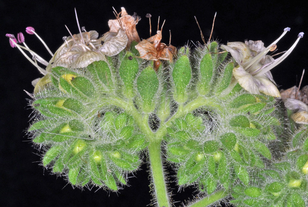 Photo of Veronica officinalis underside of growth