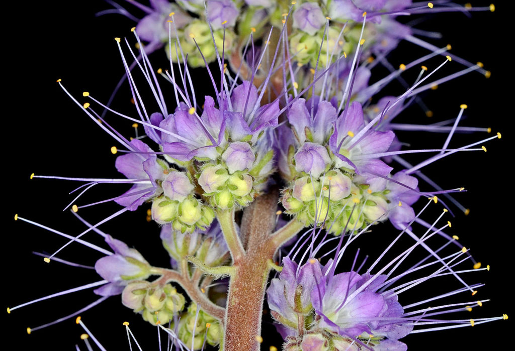 Flora of Eastern Washington Image: Tonella tenella zoom in on stem