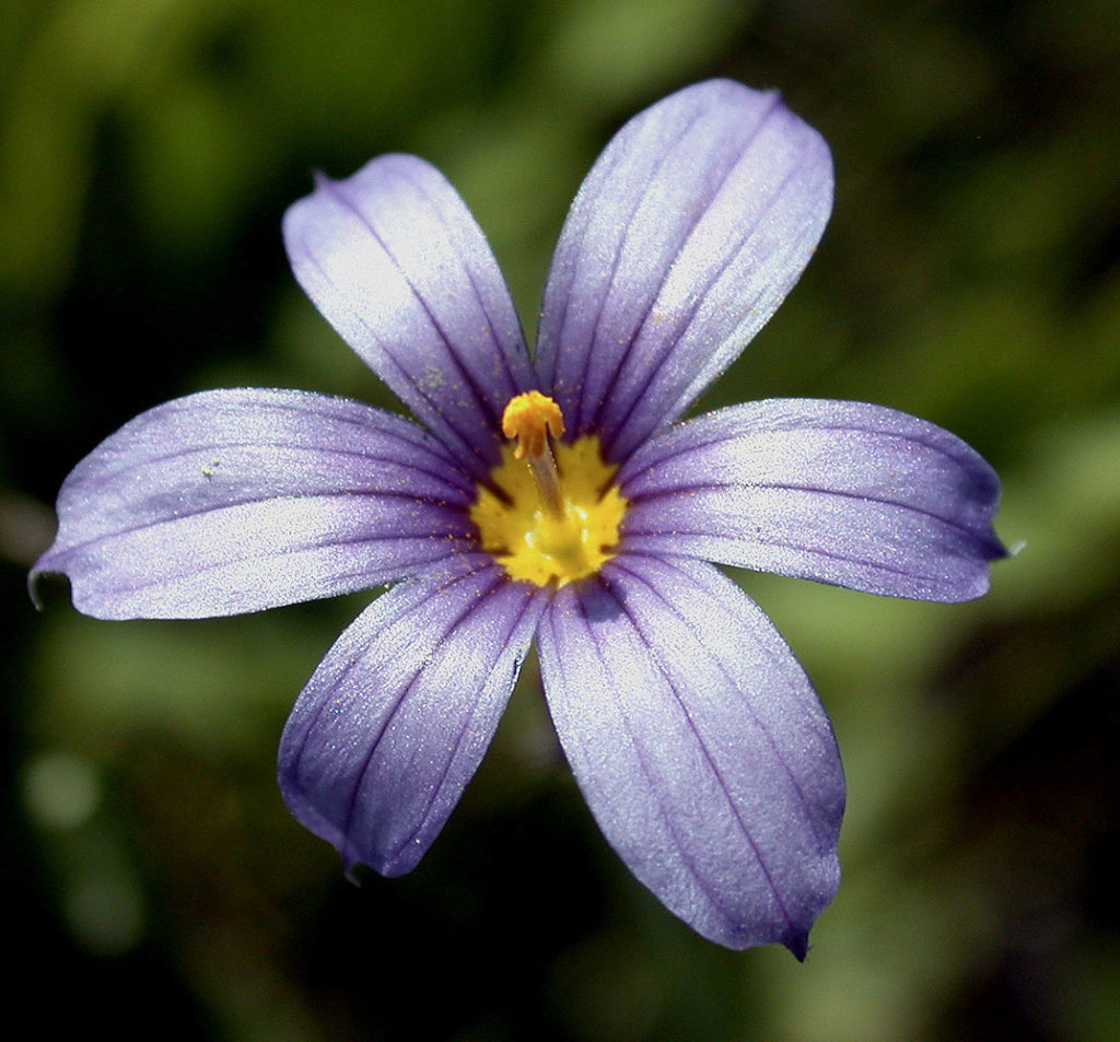 Flora of Eastern Washington Image: Sisyrinchium idahoense flower in nature