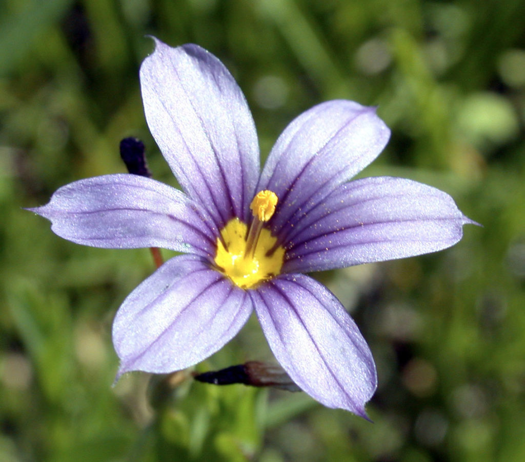 Flora of Eastern Washington Image: Sisyrinchium idahoense flower center in nature
