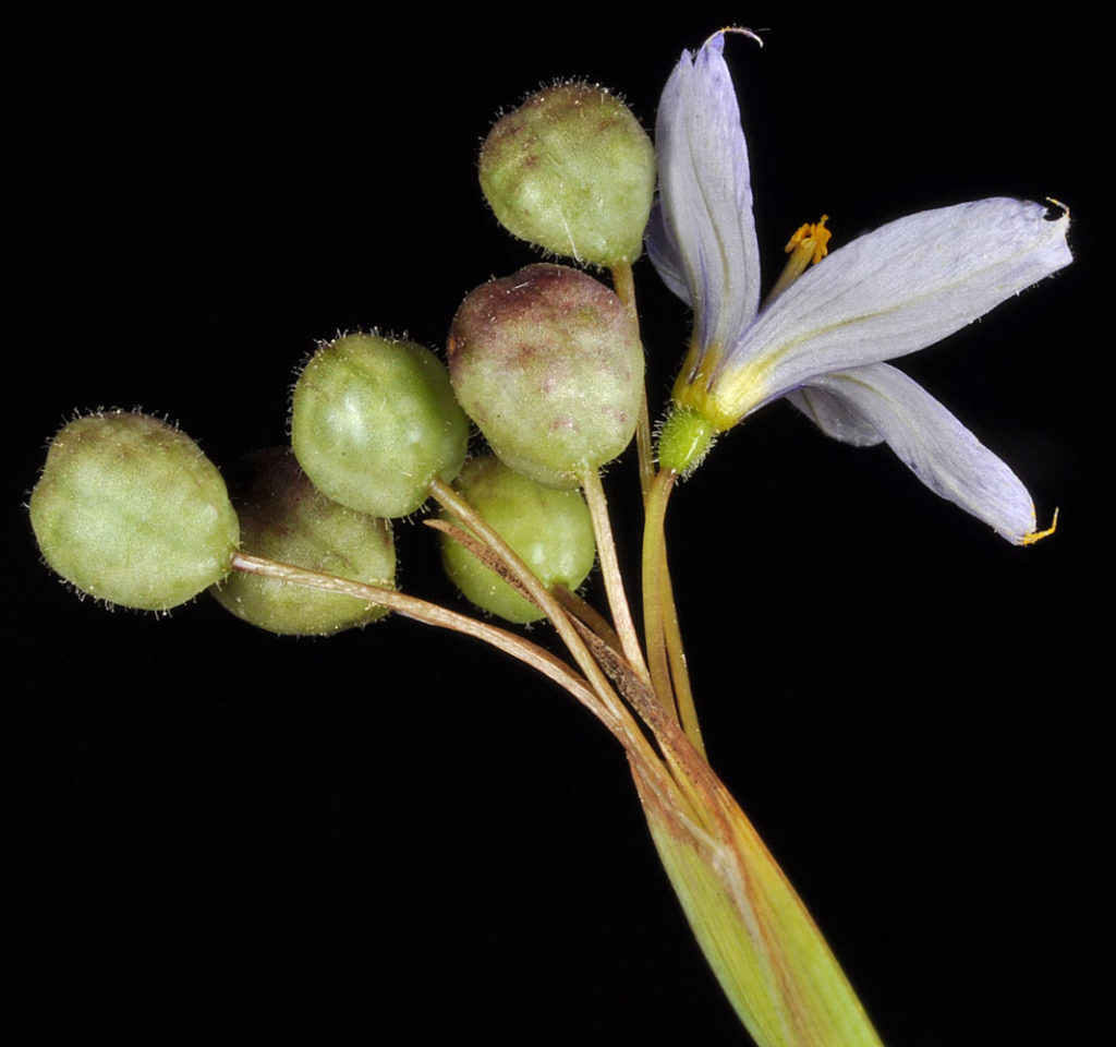 Flora of Eastern Washington Image: Sisyrinchium idahoense bulbs flower and stem