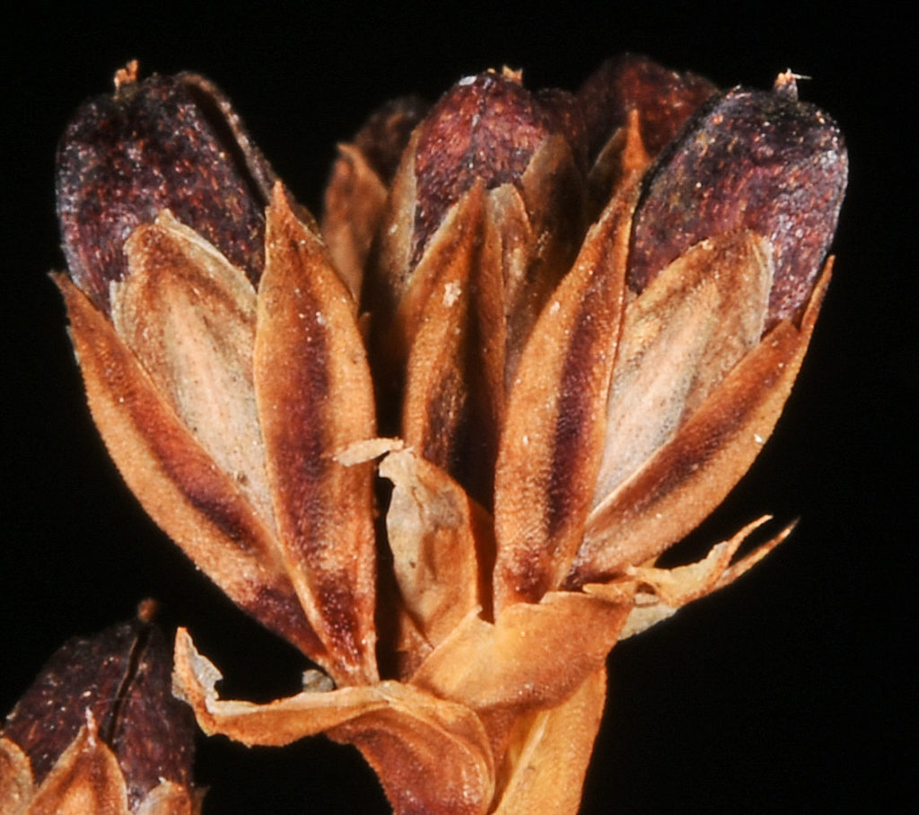 Flora of Eastern Washington Image: Veronica anagallis-aquatica 3 bulbs