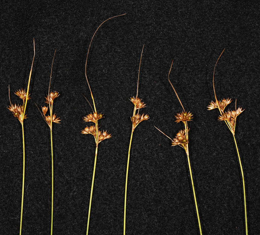 Flora of Eastern Washington Image: Veronica scutellata 5 stems