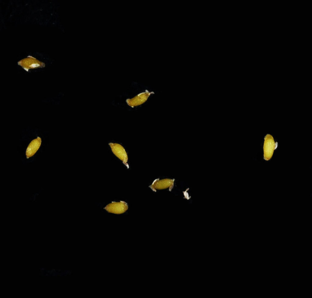 Flora of Eastern Washington Image: Juncus tenuis 5